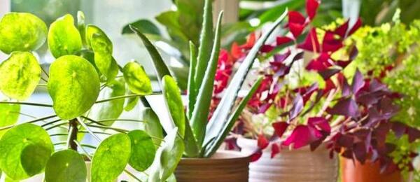عکس ایده پرورش گل و گیاه