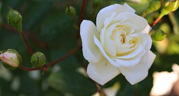 عکس منظره گل رز