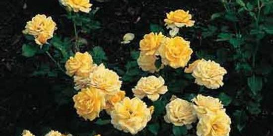 عکس گل ساناز زرد