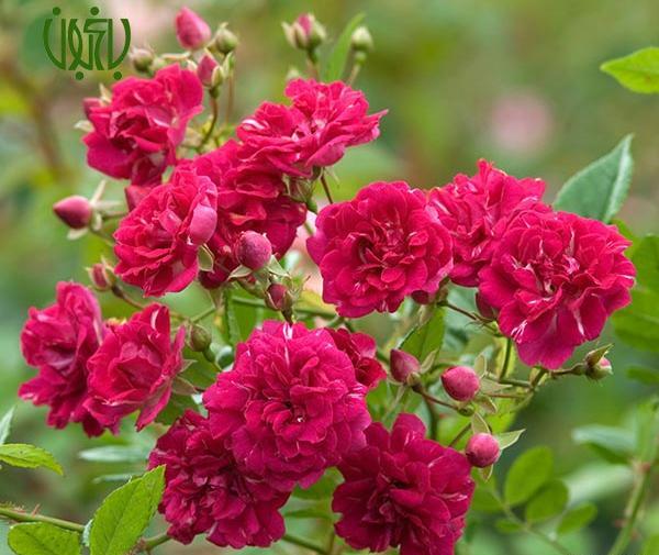 عکس گل ساناز زرد