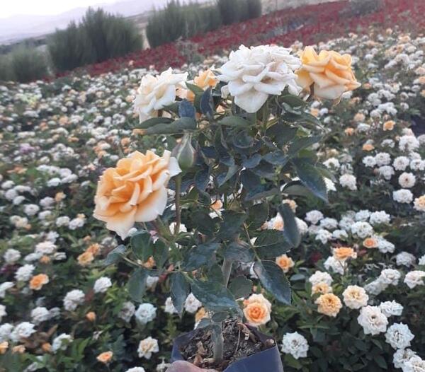 عکس گل ساناز زرد