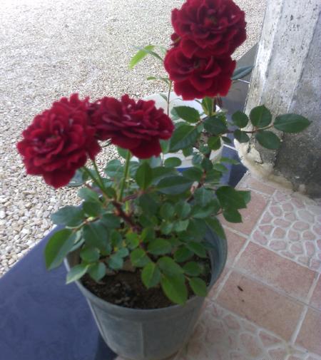 عکس گل ساناز زرد