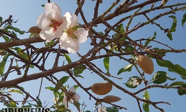 عکس شکوفه پاییز