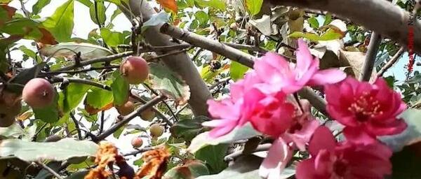 عکس شکوفه پاییز