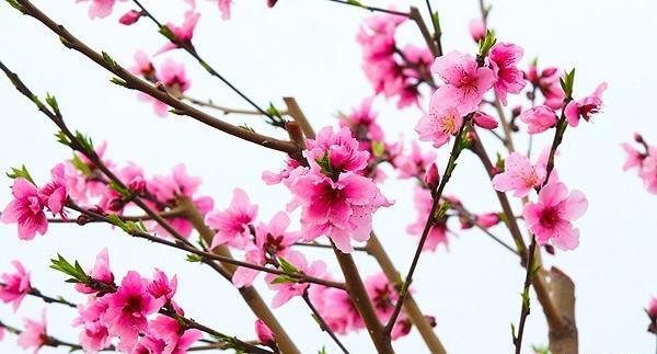 عکس شکوفه پاییز