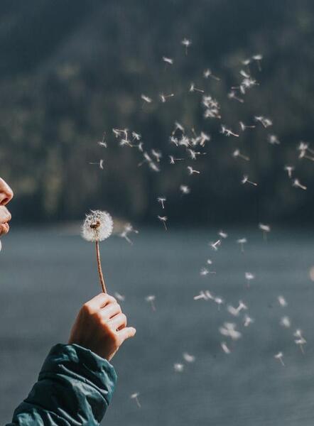 عکس قاصدک فوت شده