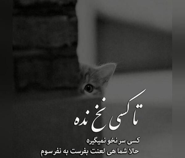 عکس پروفایل غمگین گربه