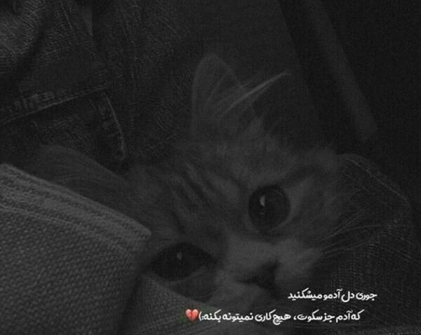 عکس پروفایل غمگین گربه