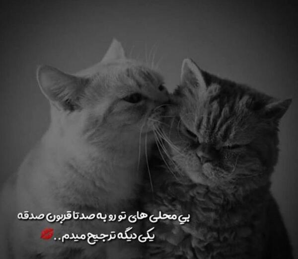عکس پروفایل غمگین گربه