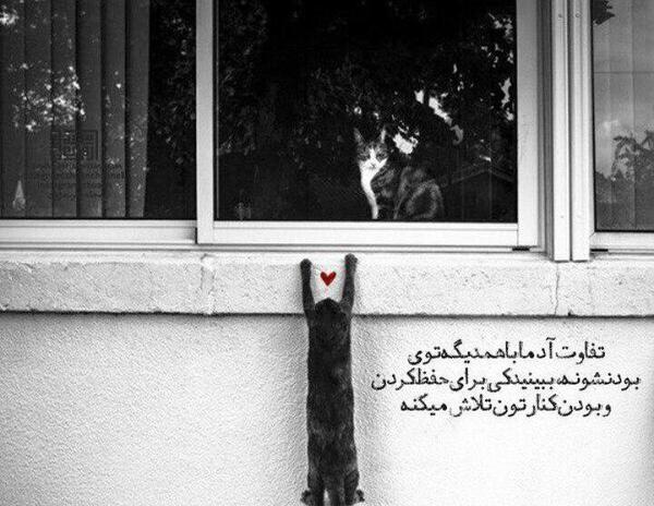عکس پروفایل غمگین گربه