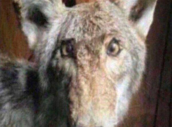 عکس خنده گرگ