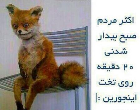 عکس خنده گرگ