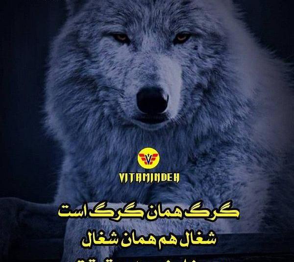 عکس خنده گرگ
