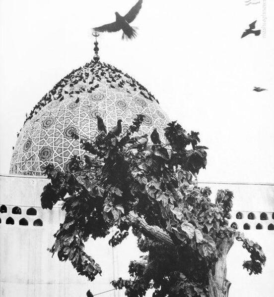 عکس همسر صالح اصغری