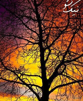 فوق العاده عکس طبیعت رویایی