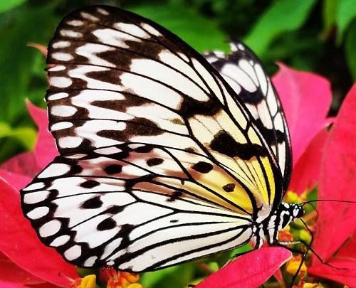 عکس پروانه صورتی روی گل