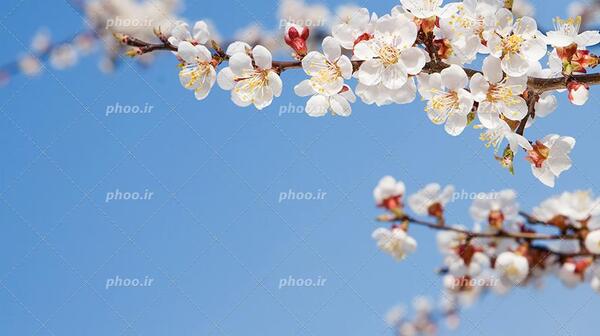 عکس تصویر زمینه شکوفه