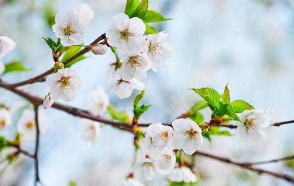 عکس تصویر زمینه شکوفه