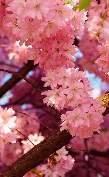 عکس تصویر زمینه شکوفه