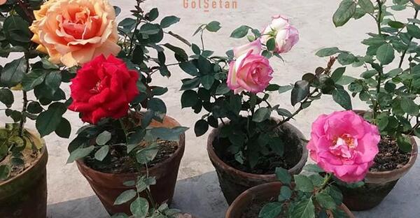 عکس گل رز در باغچه