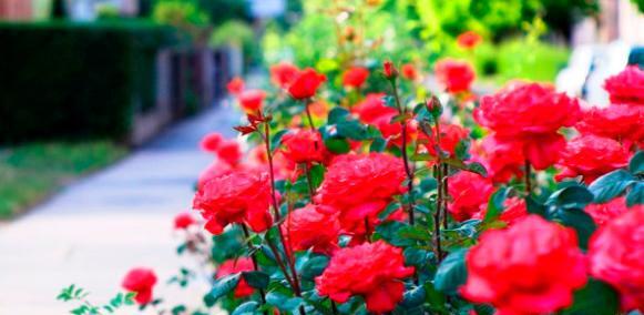 عکس گل رز در باغچه