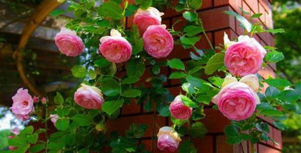 عکس گل رز در باغچه