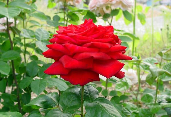 عکس گل رز در باغچه