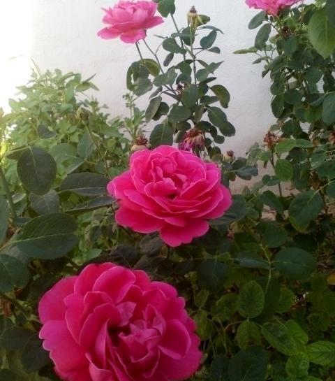 عکس گل رز در باغچه