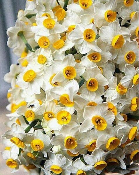 عکس زیباترین گل نرگس جهان