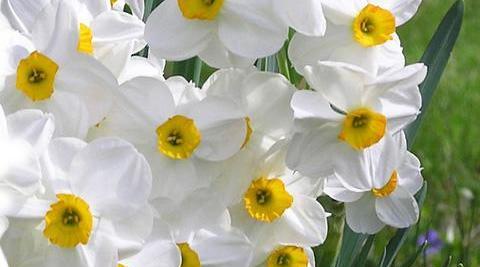 عکس زیباترین گل نرگس جهان