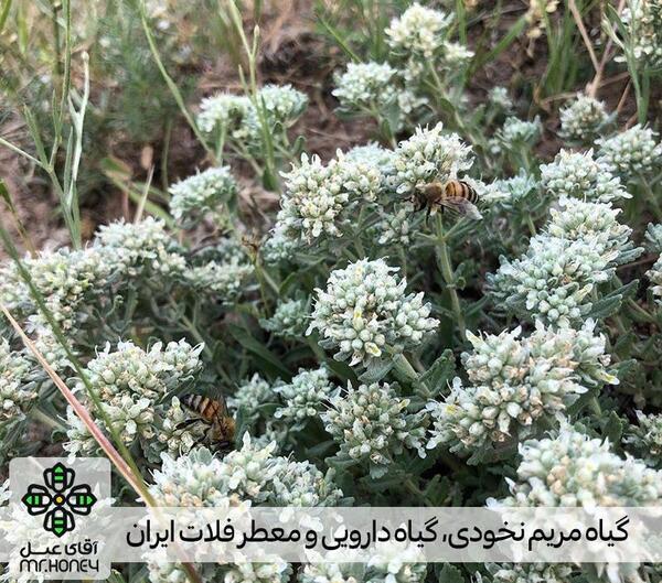 عکس تصاویر گل مریم نخودی