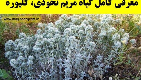 عکس تصاویر گل مریم نخودی