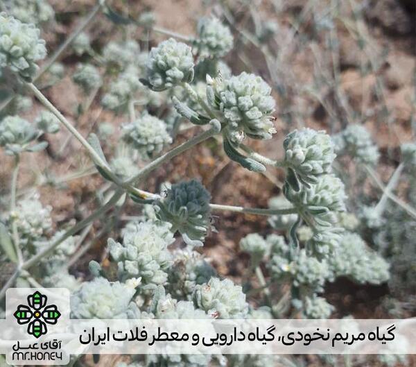 عکس تصاویر گل مریم نخودی