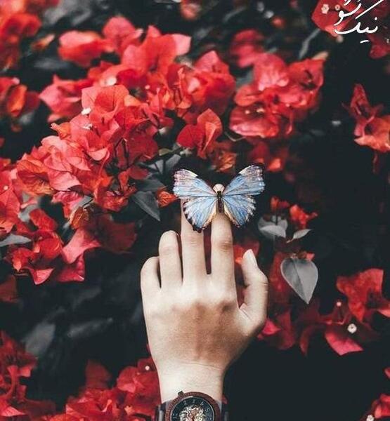 عکس طبیعت رویایی عاشقانه