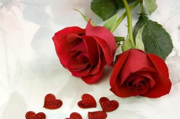 عاشقانه عکس گل مریم قرمز