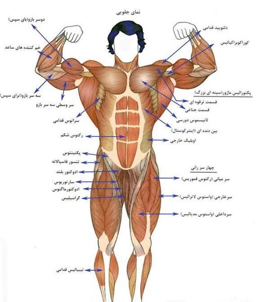 عکس آناتومی بدن با اسم