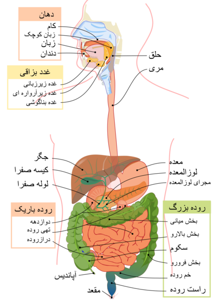 عکس آناتومی بدن با اسم