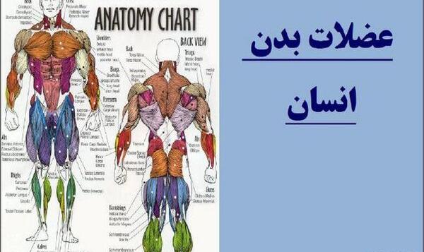 عکس آناتومی بدن با اسم