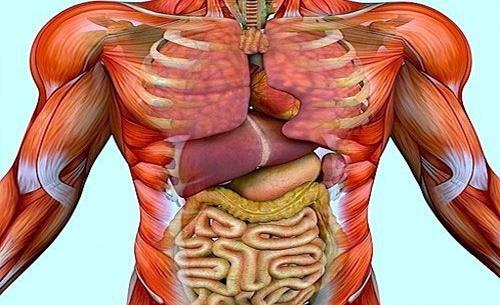 عکس آناتومی بدن با اسم