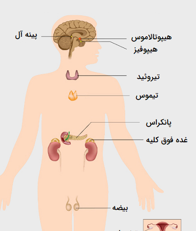 عکس آناتومی بدن با اسم