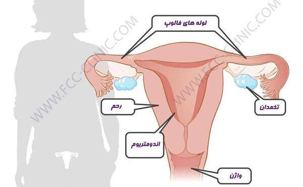 عکس آناتومی بدن با اسم