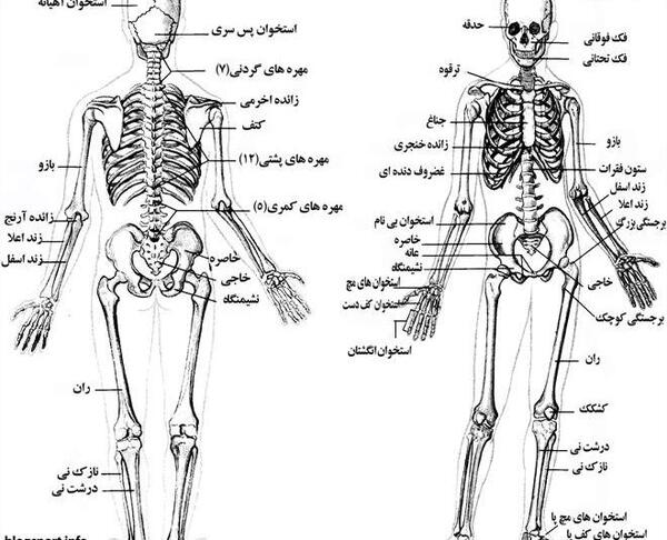 عکس آناتومی بدن با اسم