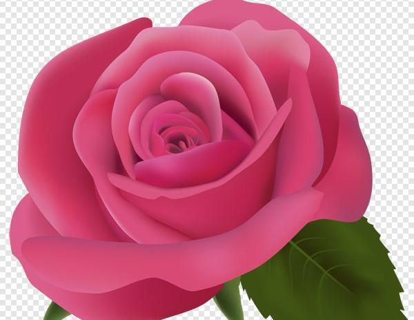 عکس گل رز کارتونی