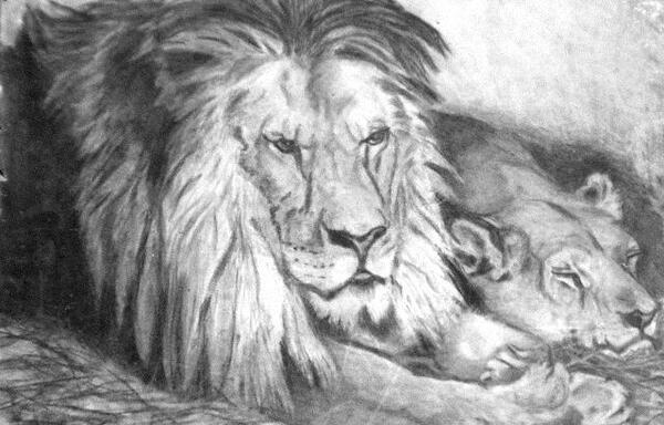 عکس ساده شیر