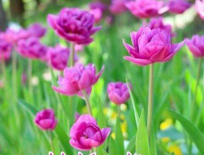 عکس زیبای طبیعت صبح بخیر