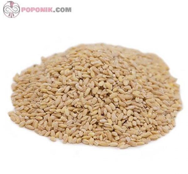 عکس گندم و جو پوست کنده