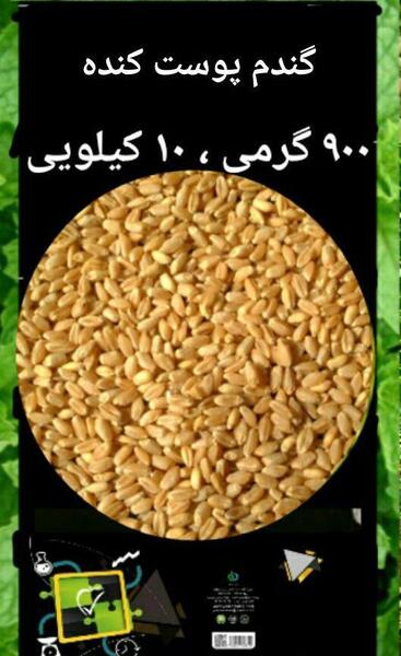 عکس گندم و جو پوست کنده