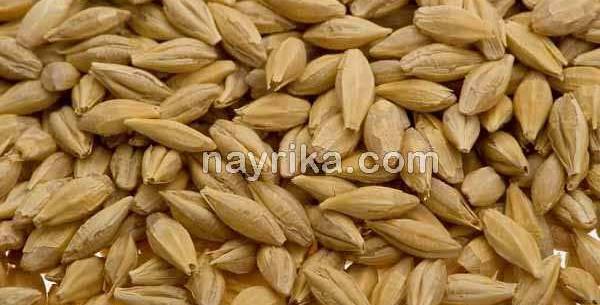 عکس گندم و جو پوست کنده