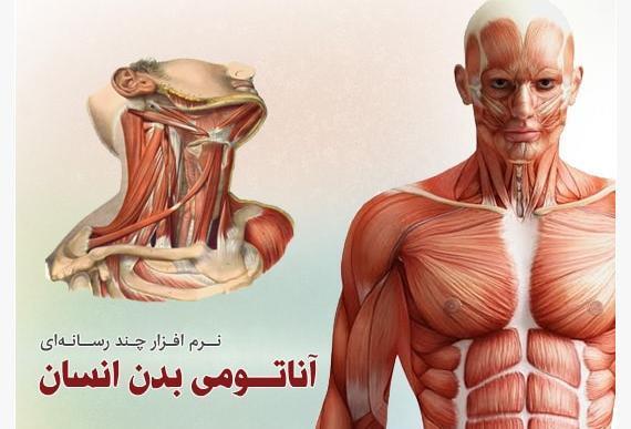 عکس تصاویر آناتومی بدن انسان
