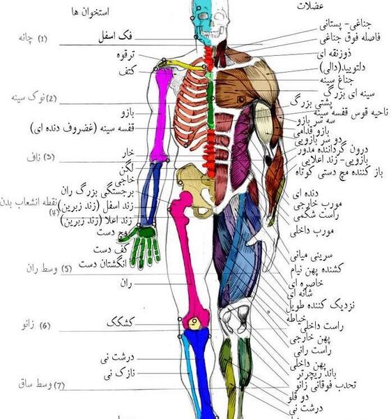 عکس تصاویر آناتومی بدن انسان